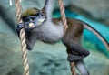 Redtail monkey baby Cercopithecus ascanius hanging on rope at zoo