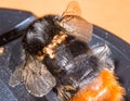 Redtailed bumble bee