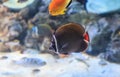 Redtailed butterflyfish, Chaetodon collare Royalty Free Stock Photo