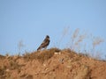 Redtailed Hawk with blue sky background