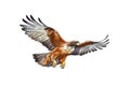 Redtailed Hawk, Minimalist Style, White Background Cartoonish, Flat Illustration. Logo. Generative AI Royalty Free Stock Photo