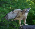 RedTailed Hawk Royalty Free Stock Photo