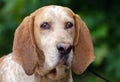 Redtick Coonhound Royalty Free Stock Photo