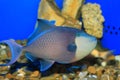 Redtooth triggerfish Royalty Free Stock Photo