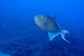 Redtooth triggerfish Odonus niger Royalty Free Stock Photo