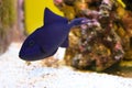 Redtoothed Triggerfish in the aquarium Royalty Free Stock Photo