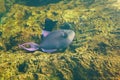 Redtoothed triggerfish Odonus niger also known as the Blue triggerfish, Redfang triggerfish, Redtoothed fish Royalty Free Stock Photo