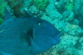 Fish of the Red Sea, Redtoothed triggerfish