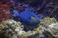 Redtoothed triggerfish Royalty Free Stock Photo