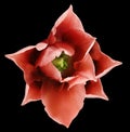 Redtulip flower. Black isolated background with clipping path. Closeup. no shadows. For design. Royalty Free Stock Photo