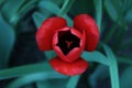 redtulip