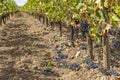 Reduction of ripening grapes to produce highest quality wines in Bordeaux, France