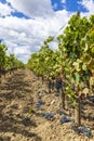 Reduction of ripening grapes to produce highest quality wines in Bordeaux, France