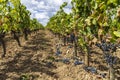 Reduction of ripening grapes to produce highest quality wines in Bordeaux, France