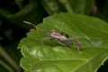 Reduviidae assassing bug on a leaf Royalty Free Stock Photo