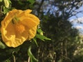 Callianthe Picta. Yellow flower blossom under the sunshine. Royalty Free Stock Photo