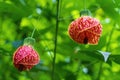 Redvein flowering maple a.k.a. Indian mallow Abutilon pictum flowers closeup - Florida, USA Royalty Free Stock Photo