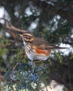 Redwing Royalty Free Stock Photo