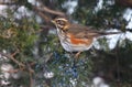 Redwing