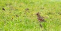 Redwing Royalty Free Stock Photo