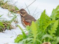 Redwing bird in the beautiful nature Royalty Free Stock Photo