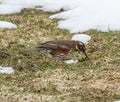 Redwing bird in the beautiful nature Royalty Free Stock Photo