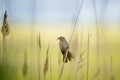 Redwing bird perched on the grass in the field Royalty Free Stock Photo