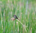 Redwing bird perching on a twig of a plant among long green grass with blur background Royalty Free Stock Photo