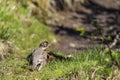 A redwing bird walking on a path Royalty Free Stock Photo