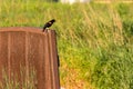 Redwing black bird perched on a bridge