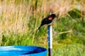 Redwing black bird perched one a post