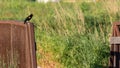 Redwing black bird singing on a bridge