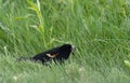 Redwing Blackbird Eating Grub