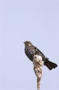 Redwing Blackbird Female 700410