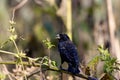 Redwing Blackbird Immature 800102