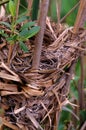 Redwing Blackbird Nest 37727