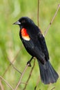 Redwing Blackbird Royalty Free Stock Photo