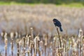 Redwing Blackbird perched on a cattail