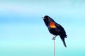 Red wing Black bird on reed with blue sky Royalty Free Stock Photo
