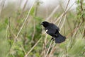 Redwing Blackbird Sitting on Grass Stem Royalty Free Stock Photo