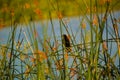 Redwing blackbird sitting in the reeds by a pond Royalty Free Stock Photo