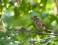 Redwing on the branch