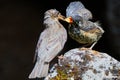 Redwing Feeding her young Royalty Free Stock Photo