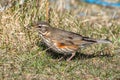 Redwing on the grass Royalty Free Stock Photo