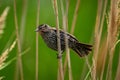 Redwing perched atop a long blade of grass in a grassy field. Royalty Free Stock Photo