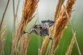 Redwing perched atop a long blade of grass in a grassy field. Royalty Free Stock Photo