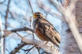 Redwing singing on a branch