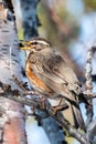 Redwing singing on a branch