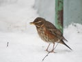Redwing, SkÃÂ³garÃÂ¾rÃÂ¶stur, Wood thrush Royalty Free Stock Photo