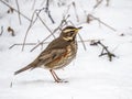 Redwing, SkÃÂ³garÃÂ¾rÃÂ¶stur, Wood thrush Royalty Free Stock Photo